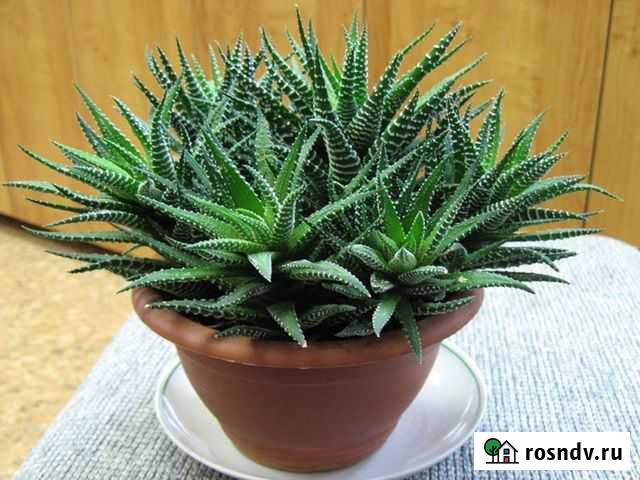 Хавортия аттенуата Самара - изображение 1