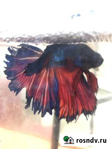 Рыба петушок аквариумный или сиамский Калуга - изображение 1
