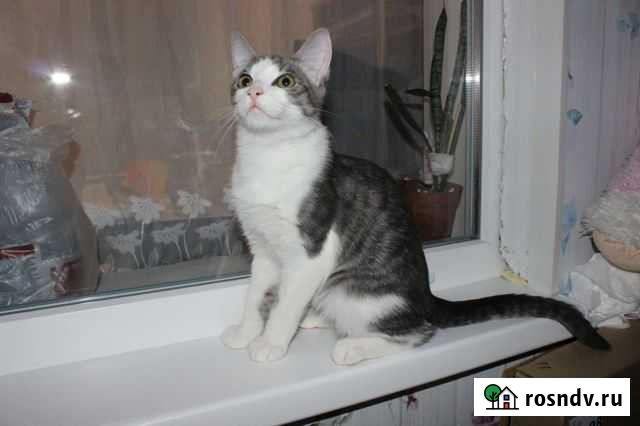 Молодой котик и кошечки Рязань - изображение 1