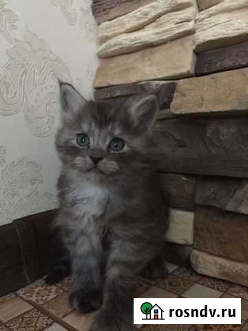 Котята мейн-кун метис Углянец - изображение 1