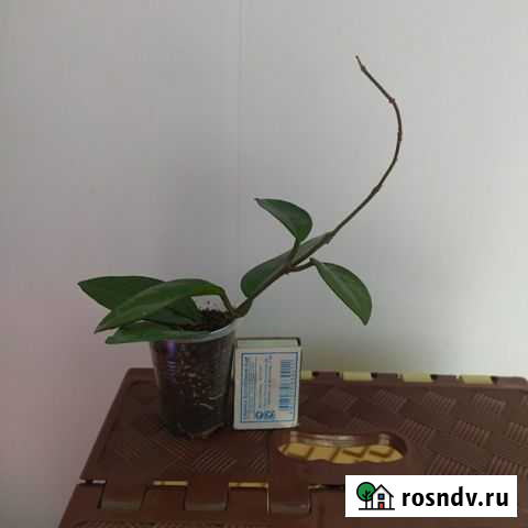 Хойя карноза Синявское - изображение 1