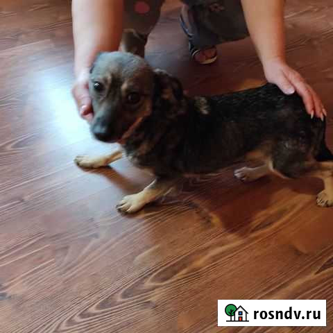 Маленькая собака-улыбака Старожилово - изображение 1