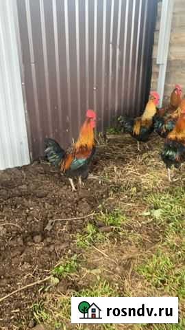 Петух Московской черной Киров - изображение 1
