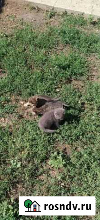 Котята в добрые руки Саранск - изображение 1