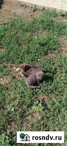 Котята в добрые руки Саранск - изображение 1