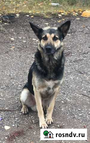 Ищем дом собаке Октябрьский - изображение 1