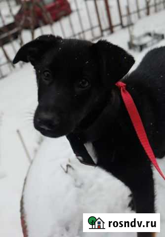 Щенок мальчик Нижний Новгород - изображение 1
