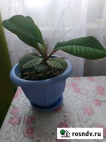 Молочай и малочай трехгранный Ярославль - изображение 1