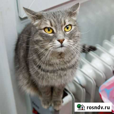 Стерилизованная кошечка Геленджик - изображение 1