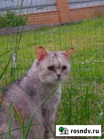 Ласковая общительная Лиана Красногорск - изображение 1