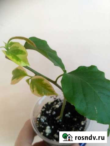 Бугенвиллия Dauphine Барнаул - изображение 1