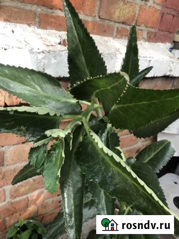 Каланхоэ Ростов-на-Дону - изображение 1