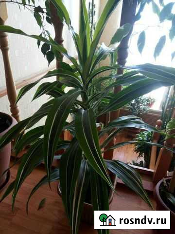 Кордилина Каменномостский - изображение 1