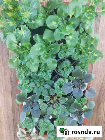 Миниатюрные фиалки Курск - изображение 1