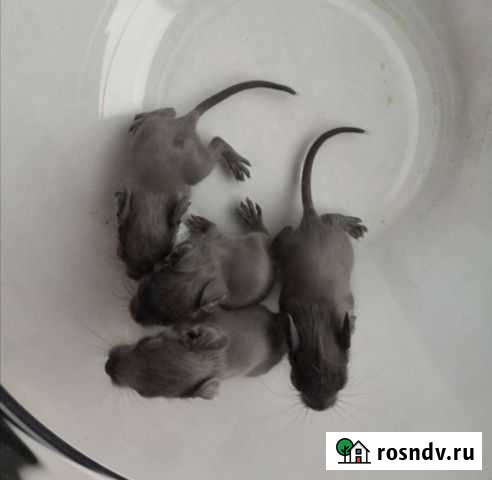 Дегу с родословными чилийская белка Красноярск - изображение 1