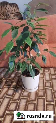 Фикус Челябинск - изображение 1