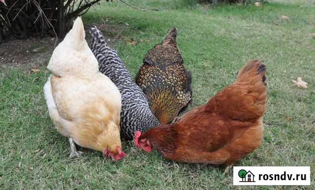 Куры, цыплята и яйца всех пород Беспл. доставка Гатчина - изображение 1