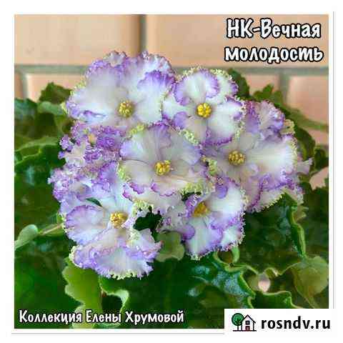 Узамбарские фиалки Тихорецк