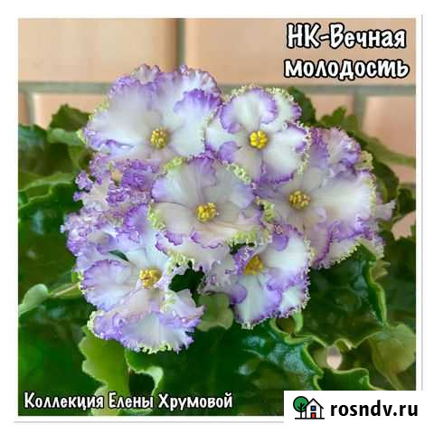 Узамбарские фиалки Тихорецк - изображение 1