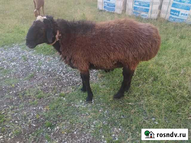 Баран на племя Ачхой-Мартан - изображение 1