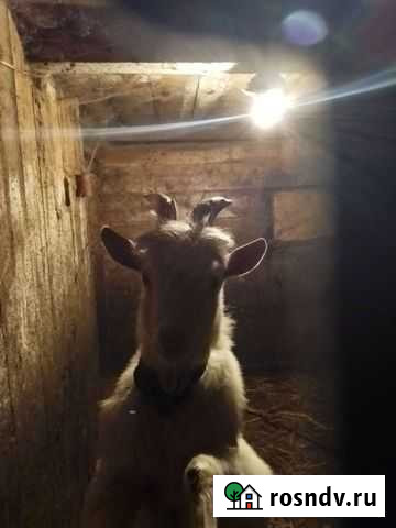 Вязка козел Воротынец - изображение 1