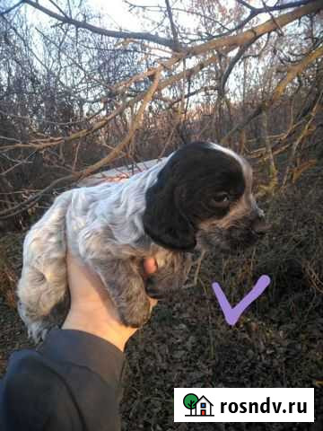 Русский охотничий спаниель щенки Старый Оскол - изображение 1