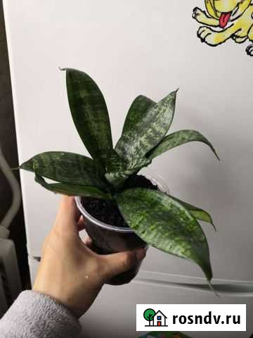 Сансевиерия ханни Уфа - изображение 1