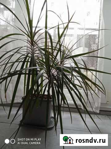 Драцена Сочи - изображение 1