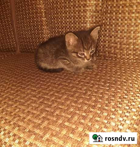 Котики бесплатно в добрые руки Рязань - изображение 1