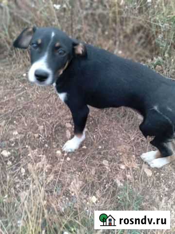 Пес друг охранник Севастополь - изображение 1