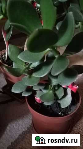 Крассула толстянка (денежное дерево) коланхое Омск - изображение 1