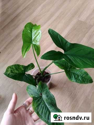 Сингониум моттлед Оренбург - изображение 1