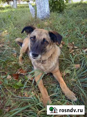 Собака Железногорск - изображение 1