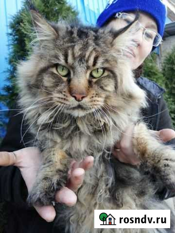 Кот мейн-кун Алексеевка - изображение 1