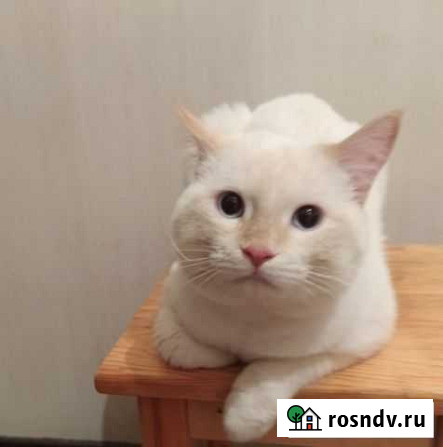 Подарим котика Шадринск - изображение 1