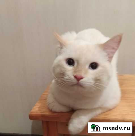 Подарим котика Шадринск - изображение 1