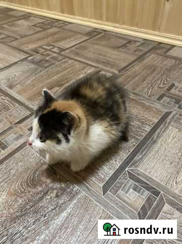 Котята русской голубой Фурманов - изображение 1