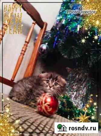 Вислоухий котик бегемотик Воронеж