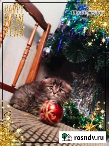 Вислоухий котик бегемотик Воронеж - изображение 1