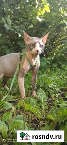 Канадский сфинкс Тверь - изображение 1