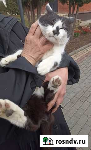 Барсик Елец - изображение 1