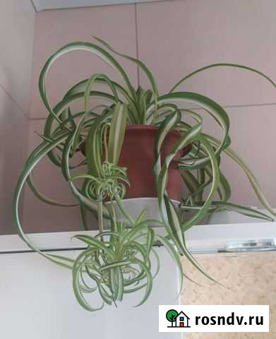 Цветы комнатные Феодосия - изображение 1