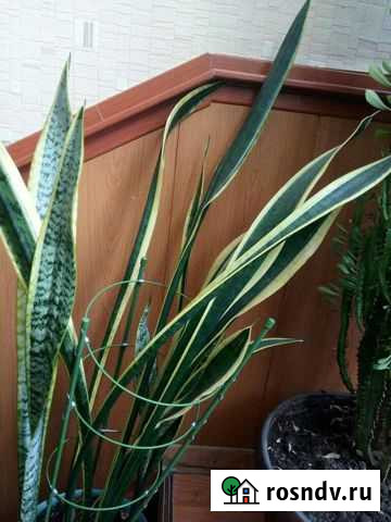Сансевиерия Каменномостский - изображение 1