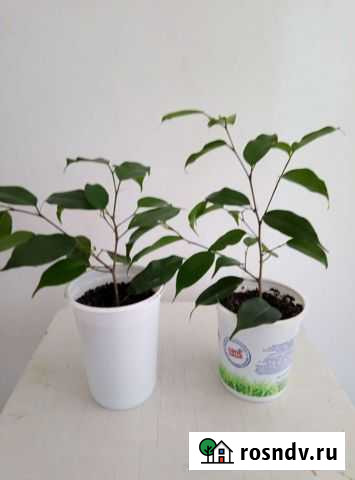 Фикус бенджамина Уфа - изображение 1