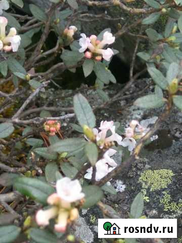 Саган Дали, Саган дайля Улан-Удэ - изображение 1