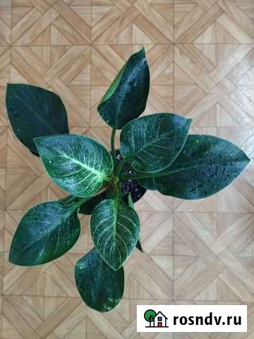 Филодендроны коллекционные Мурманск - изображение 1