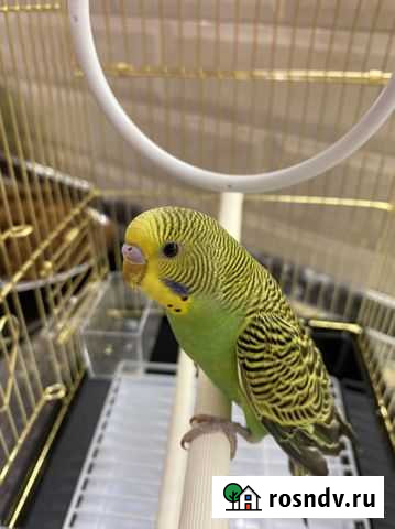 Волнистый попугай с клеткой птенчик Москва - изображение 1