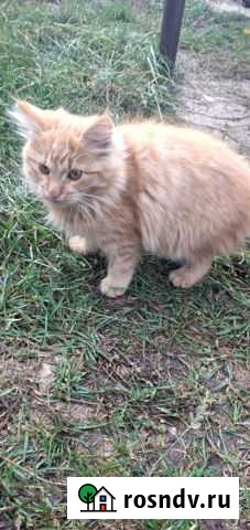 Котята в добрые руки Сызрань - изображение 1