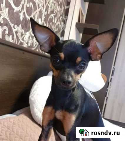 Мини той-терьер Фрязино - изображение 1