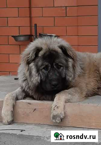 Вязка кавказская овчарка Майкоп - изображение 1